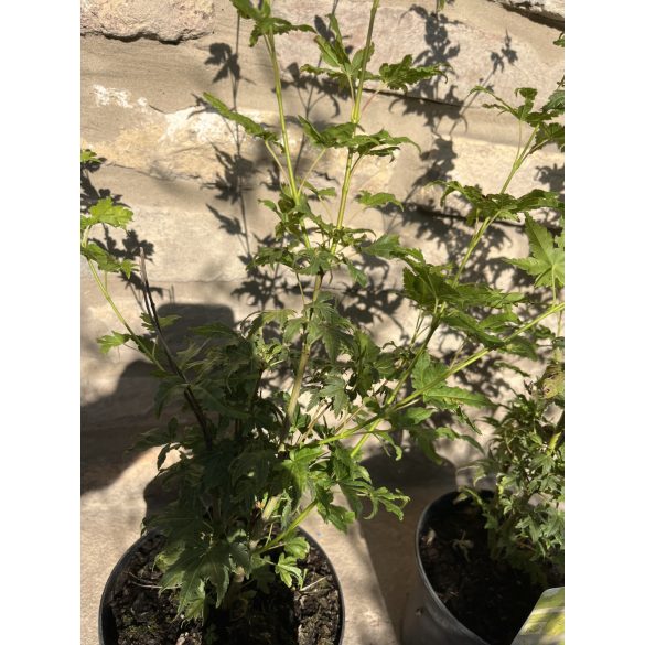 Acer palmatum 'Going Green' - Japanischen Ahorn