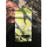 Acer palmatum 'Going Green' - Japanischen Ahorn