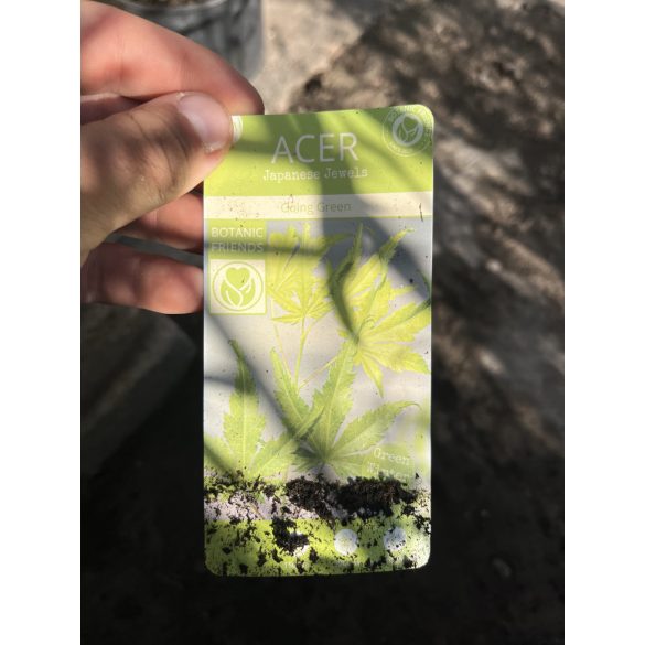 Acer palmatum 'Going Green' - Japanischen Ahorn