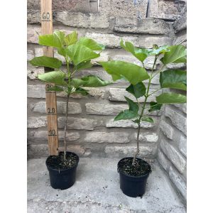 Trompetenbaum – Catalpa bignonioides - 2 Liter