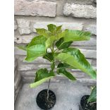 Trompetenbaum – Catalpa bignonioides - 2 Liter