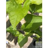 Trompetenbaum – Catalpa bignonioides - 2 Liter
