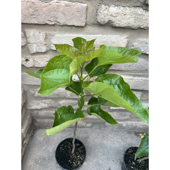 Trompetenbaum – Catalpa bignonioides - 2 Liter
