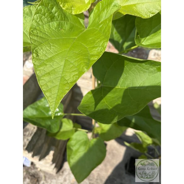 Trompetenbaum – Catalpa bignonioides - 2 Liter