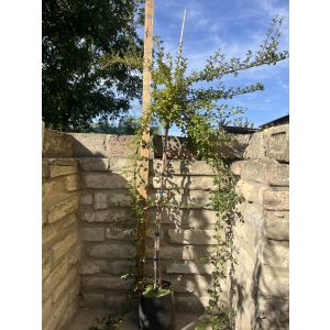 Stamm Zwergmispel Eichholz – Cotoneaster dammeri Eichholz