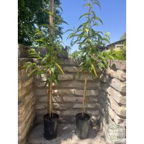   Pfirsich 'Champion' – Prunus persica – im Container