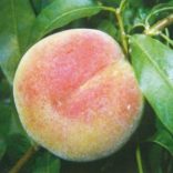 Pfirsich 'Champion' – Prunus persica – im Container