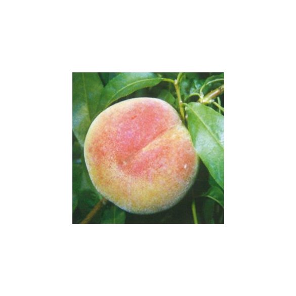 Pfirsich 'Champion' – Prunus persica – im Container