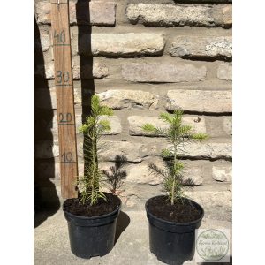 Colorado-Tanne – Abies concolor