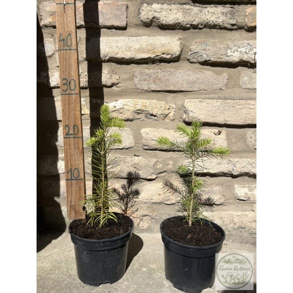 Colorado-Tanne – Abies concolor