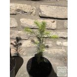 Colorado-Tanne – Abies concolor