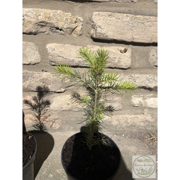 Colorado-Tanne – Abies concolor