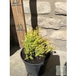 Thuja occidentalis 'Rheingold' - Rheingold-Thuja