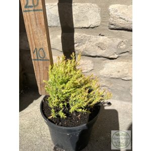 Thuja occidentalis 'Rheingold' - Rheingold-Thuja