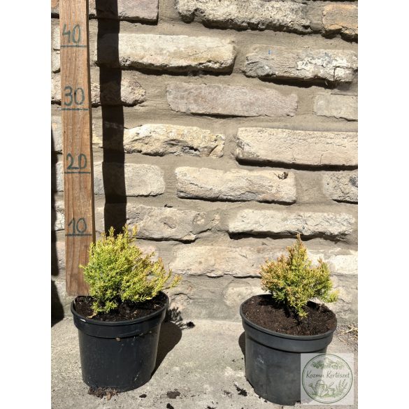 Thuja occidentalis 'Rheingold' - Rheingold-Thuja