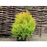 Thuja occidentalis 'Rheingold' - Rheingold-Thuja
