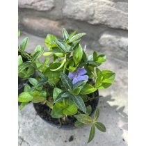 Vinca minor – Kleines Singrün – Kleine Immergrün
