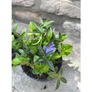 Vinca minor – Kleines Singrün – Kleine Immergrün
