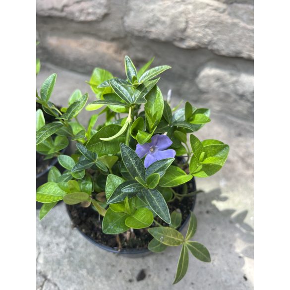 Vinca minor – Kleines Singrün – Kleine Immergrün