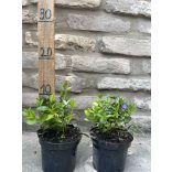 Vinca minor – Kleines Singrün – Kleine Immergrün