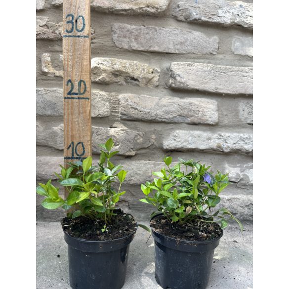 Vinca minor – Kleines Singrün – Kleine Immergrün