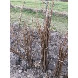 Walnuss Milotai Spät Veredelung – Juglans regia