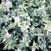 Euonymus fortunei 'Harlequin' - Spindelsträucher