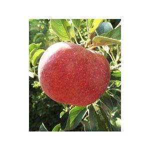 Winter Apfel – Idared – Malus