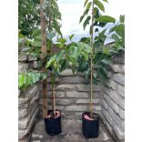 Süßkirsche – Vega – Prunus subg. Cerasus – im Container