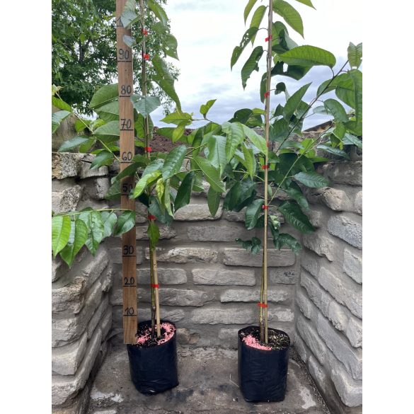 Süßkirsche – Vega – Prunus subg. Cerasus – im Container