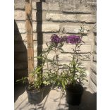 Buddleja davidii 'Empire Blue' - Schmetterlingsbäume