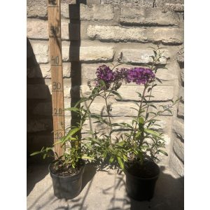 Buddleja davidii 'Empire Blue' - Schmetterlingsbäume