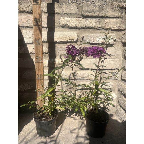 Buddleja davidii 'Empire Blue' - Schmetterlingsbäume