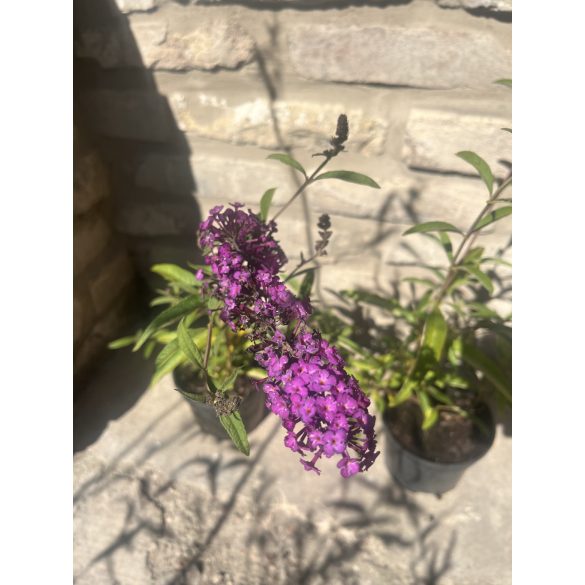 Buddleja davidii 'Empire Blue' - Schmetterlingsbäume