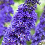 Buddleja davidii 'Empire Blue' - Schmetterlingsbäume
