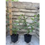 Weißer Hartriegel, Tatarischer Hartriegel – Cornus alba – ‘Siberian Pearls’