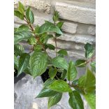 Weißer Hartriegel, Tatarischer Hartriegel – Cornus alba – ‘Siberian Pearls’