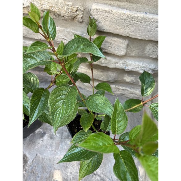 Weißer Hartriegel, Tatarischer Hartriegel – Cornus alba – ‘Siberian Pearls’