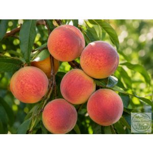 Pfirsich – Babygold 6 – Prunus persica