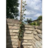 Pyrus communis 'Beech Hill' – Zierbirne