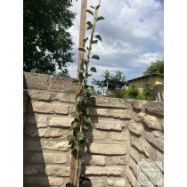 Pyrus communis 'Beech Hill' – Zierbirne