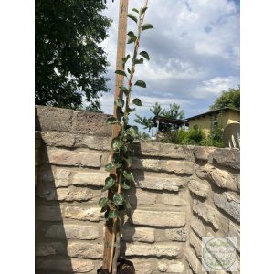 Pyrus communis 'Beech Hill' – Zierbirne