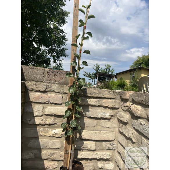 Pyrus communis 'Beech Hill' – Zierbirne