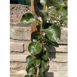 Pyrus communis 'Beech Hill' – Zierbirne