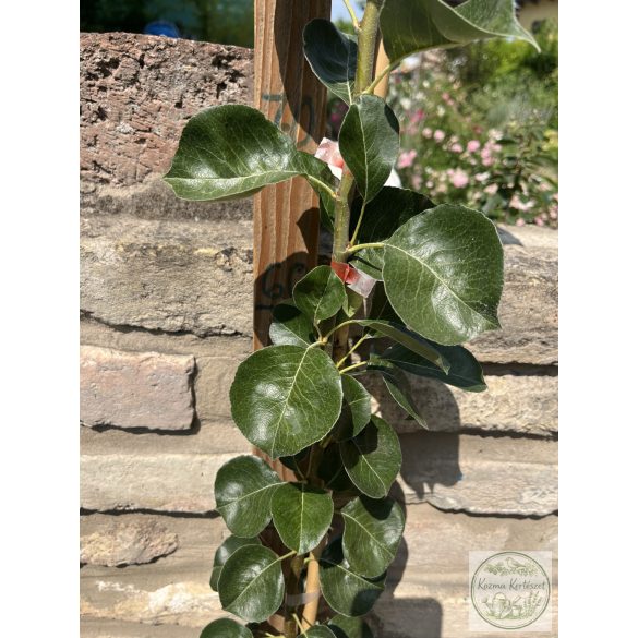 Pyrus communis 'Beech Hill' – Zierbirne