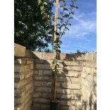 Quitte ‘Apfelquitte’ Sorte: Konstantinopel – Cydonia oblonga