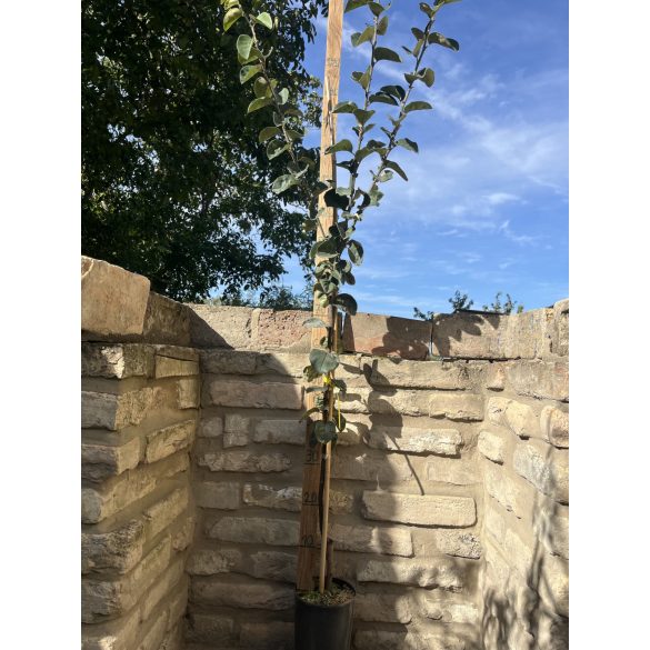 Quitte ‘Apfelquitte’ Sorte: Konstantinopel – Cydonia oblonga