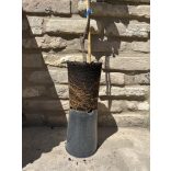 Quitte ‘Apfelquitte’ Sorte: Konstantinopel – Cydonia oblonga