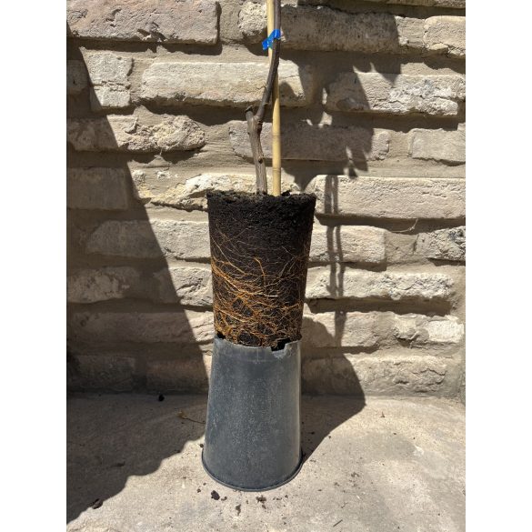 Quitte ‘Apfelquitte’ Sorte: Konstantinopel – Cydonia oblonga