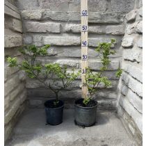   Ulmus elegantissima 'Jacqueline Hillier' - Zwergulme